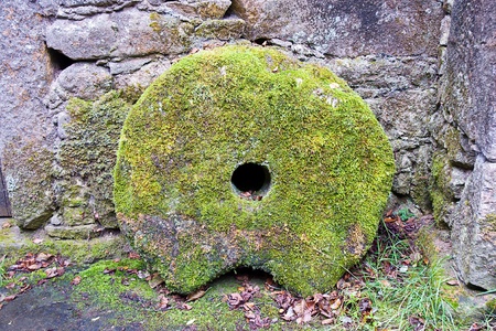 moss in a stoneの写真素材