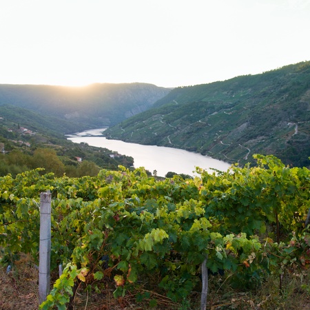 Sil canyon, Ribeira Sacra, Ourense, Galicia, Spain. Vineyardsの写真素材