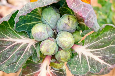 Brussels sproutsの写真素材