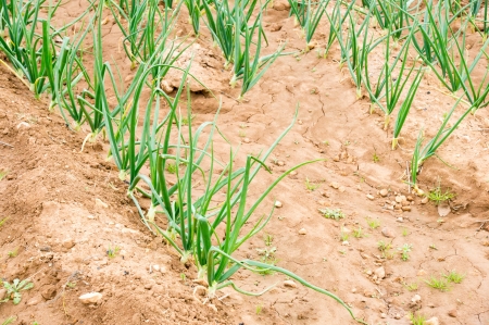 planted onionsの写真素材