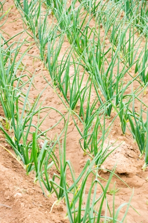 planted onionsの写真素材