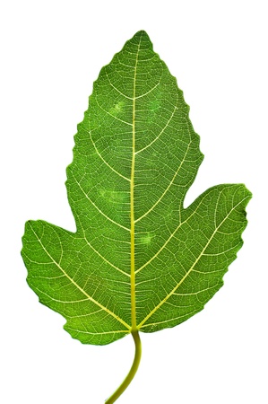 fig leaf on white backgroundの写真素材