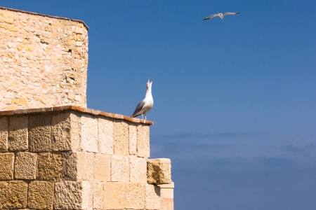 seagulls in Melilla, Spainの写真素材