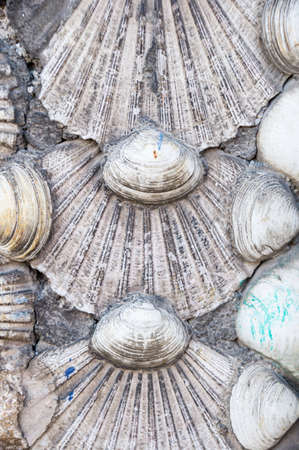 shells backgroundの写真素材