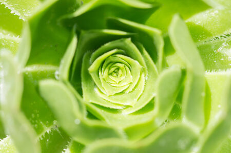 cactus close upの写真素材