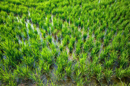 rice plantationの写真素材