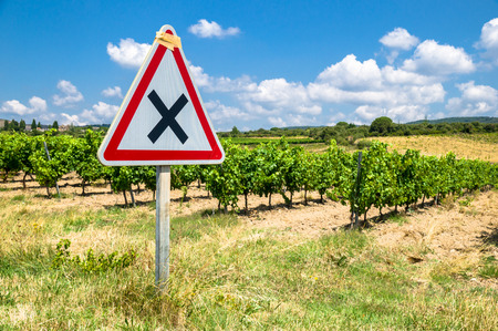 vineyard in Franceの写真素材