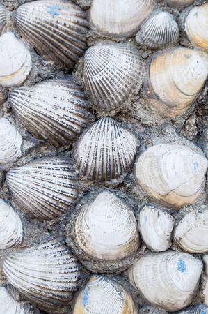 shells background