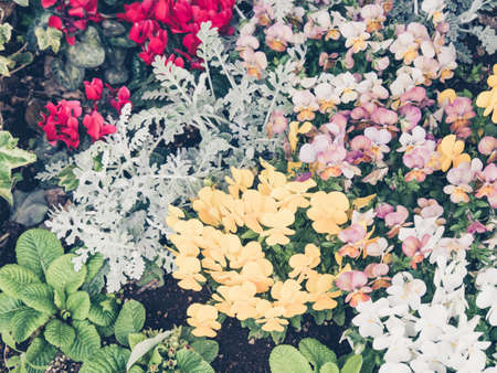 flowers in a gardenの写真素材