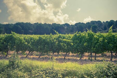 vineyardの写真素材