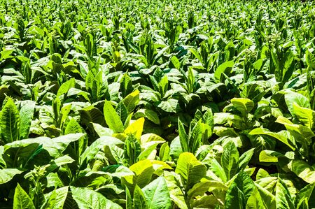 Tobbaco plantationの写真素材
