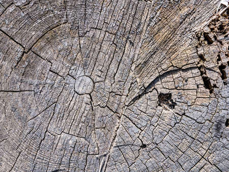 wood textureの写真素材