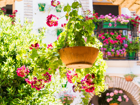 Flowers in flowerpot on the walls on streets of Cordoba, Spainの写真素材