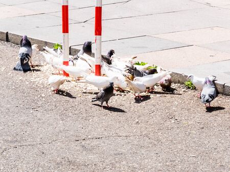 pigeons in a street
