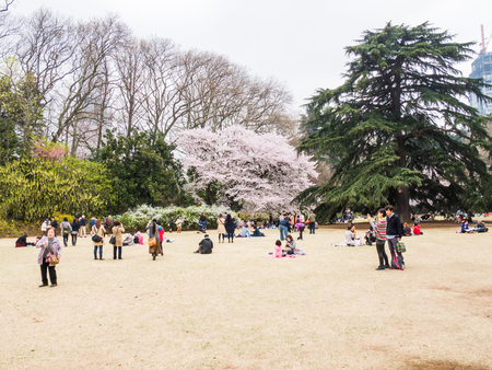 TOKYO, JAPAN - MARCH 31: Shinjuku Goen on March 31, 2015 in Tokyo, Japan. The garden, which is 58.3 hectares in area, blends three distinct styles: a French Formal and English Landscape in the north and to the south a Japanese traditional.のeditorial素材