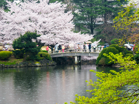 TOKYO, JAPAN - MARCH 31: Shinjuku Goen on March 31, 2015 in Tokyo, Japan. The garden, which is 58.3 hectares in area, blends three distinct styles: a French Formal and English Landscape in the north and to the south a Japanese traditional.のeditorial素材