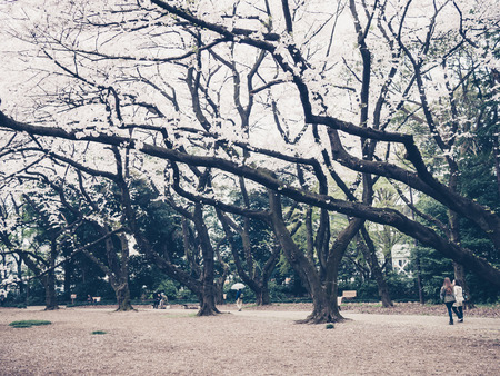 TOKYO, JAPAN - MARCH 31: Shinjuku Goen on March 31, 2015 in Tokyo, Japan. The garden, which is 58.3 hectares in area, blends three distinct styles: a French Formal and English Landscape in the north and to the south a Japanese traditional.のeditorial素材