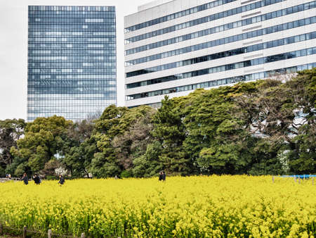 TOKYO, JAPAN - MARCH 20: Hama Rikyu garden on March 20, 2015 in Tokyo, Japan. This famous traditional garden is near Sumida River.のeditorial素材