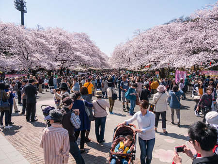 TOKYO, JAPAN - MARCH 30: Visitors enjoy cherry blossom (sakura) on March 30, 2015 in Tokyo, Japan. Ueno Park is visited by up to 2 million people for annual Sakura Festival.のeditorial素材