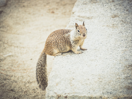 squirrel in Yosemite, USAの写真素材