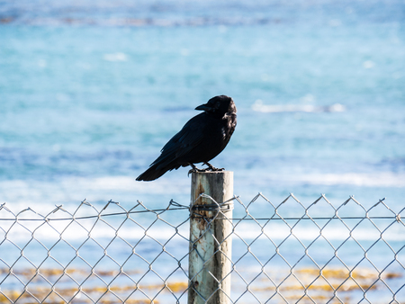 crow in Big Sur, California, USAの写真素材