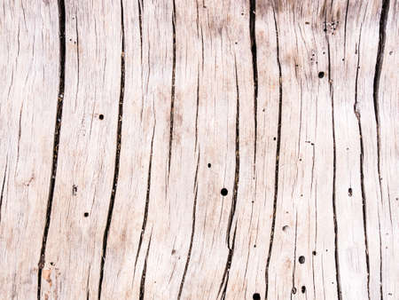 trunk backgroundの写真素材