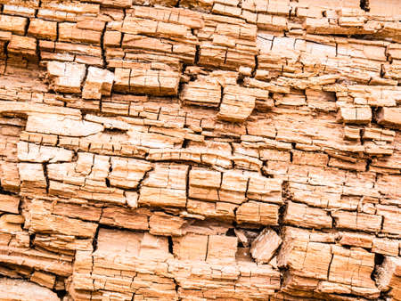 trunk backgroundの写真素材