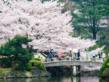 TOKYO, JAPAN - MARCH 31: Shinjuku Goen on March 31, 2015 in Tokyo, Japan. The garden, which is 58.3 hectares in area, blends three distinct styles: a French Formal and English Landscape in the north and to the south a Japanese traditional.のeditorial素材