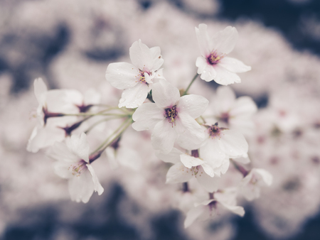 Cherry blossoms in Japan