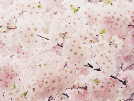Cherry blossoms in Japanの写真素材