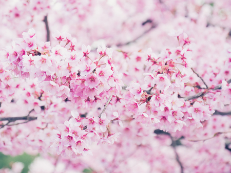 Cherry blossoms in Japanの写真素材