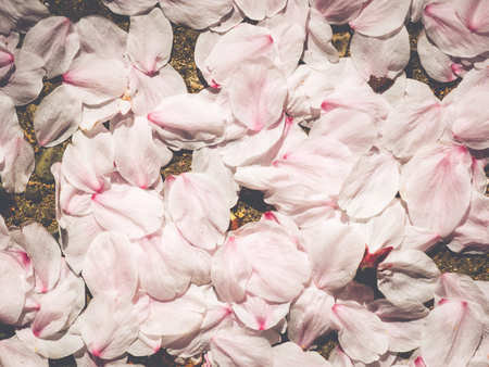Cherry blossoms in Japanの写真素材
