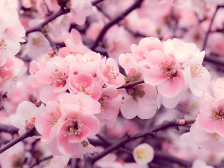 Cherry blossoms in Japanの写真素材