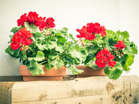 pot with flowersの写真素材