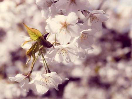 Cherry blossoms in Japanの写真素材