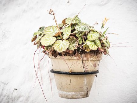 pot with flowersの写真素材