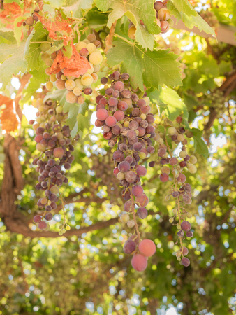grapesの写真素材