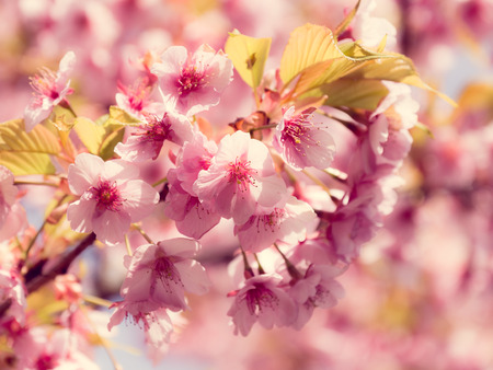 Cherry blossoms in Japanの写真素材