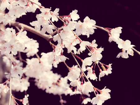 Cherry blossoms in Japan