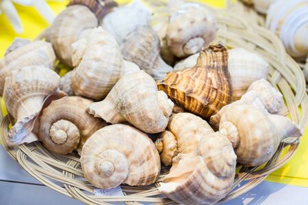 Pile of seashells in basket under sunlight