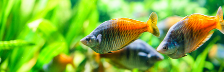Close-up of bright fish swimming in aquarium against of greenの写真素材