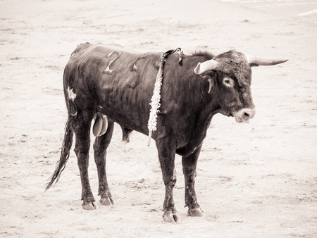 bullfightの写真素材