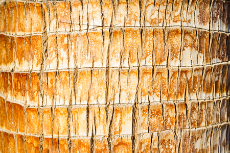 Close-up of brown textured tree trunk in daylightの写真素材