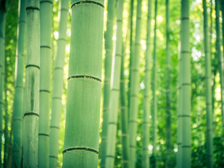 Bamboo Path in Arashiyama, Japanの写真素材