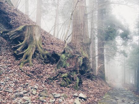 forest in Nikko, Japanの写真素材