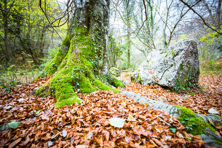 Mossy tree in forest near creek of Urederra river in Navarra, Spain.の写真素材