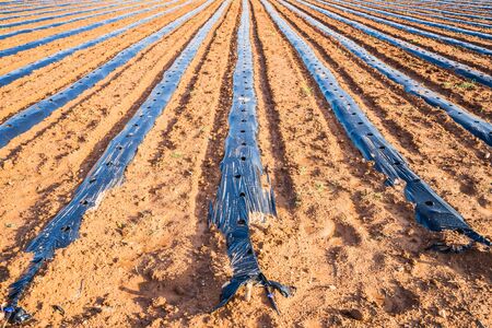 The rows on the dried ground in the field covered with the plastic wrap.の写真素材