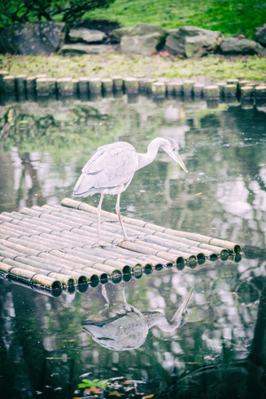 Heron sitting on the roof and looking at camera near the pond.の写真素材