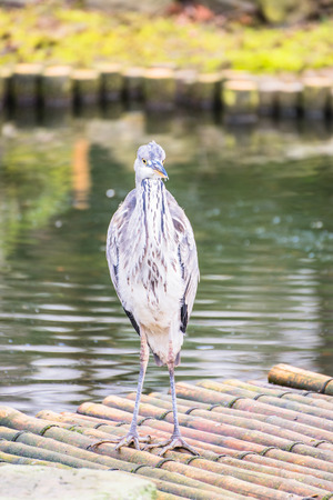 Heron sitting on the roof and looking at camera near the pond.の写真素材