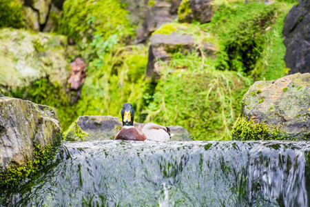 Small duck swimming near small fall in the river. Horizontal outdoors shot.の写真素材